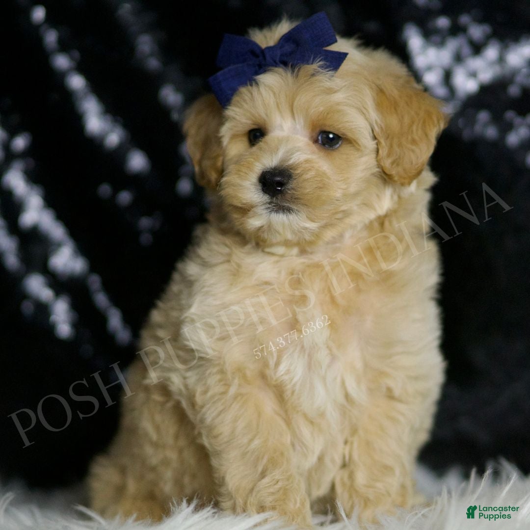 Maltipoo dogs Cosmo - Ad 3