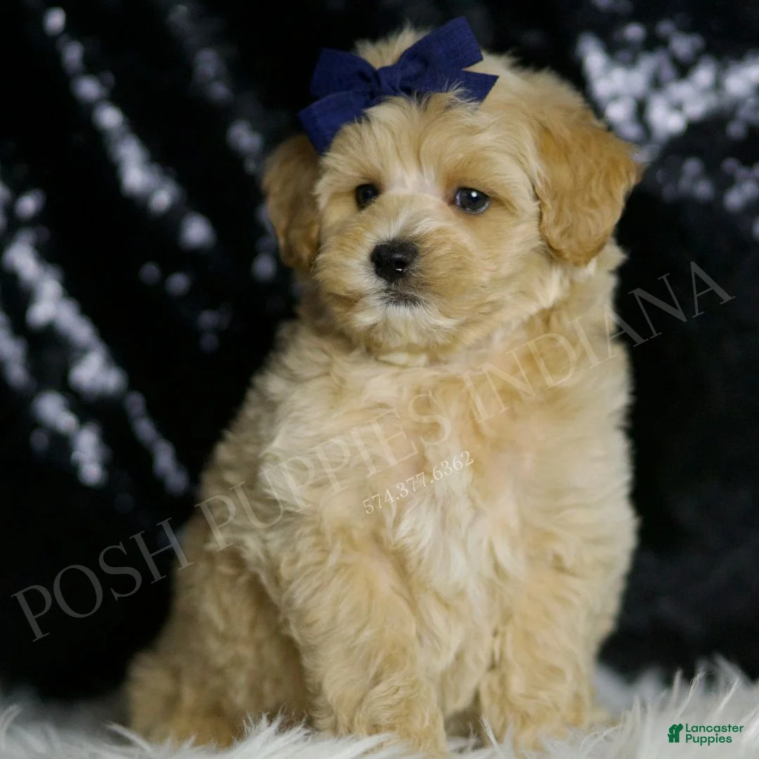 Maltipoo dogs for sale: Cosmo - Ad 1