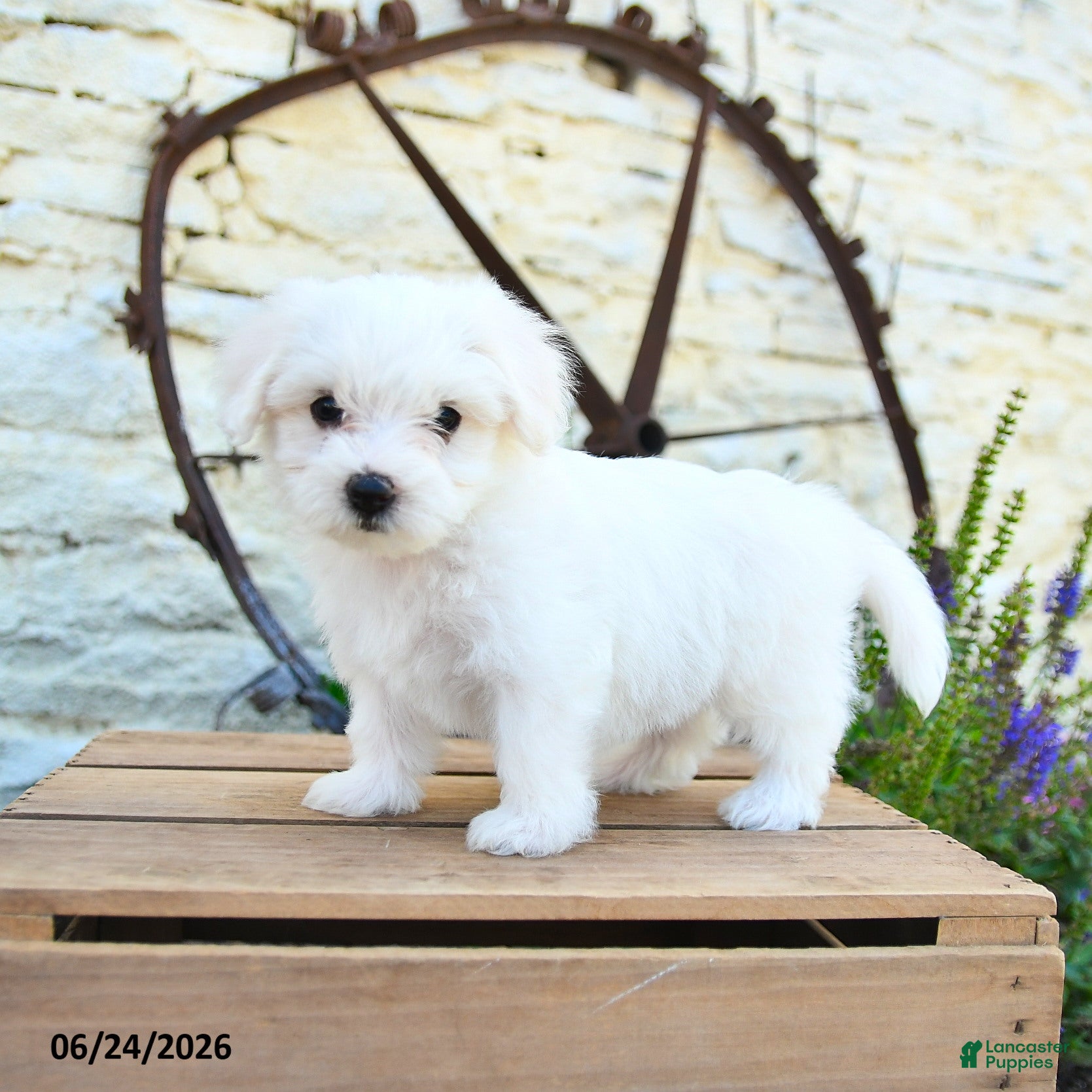 Mixed Breed dogs Emilia - Ad 1
