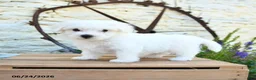 Mixed Breed dogs for sale: Emilia - Ad 1