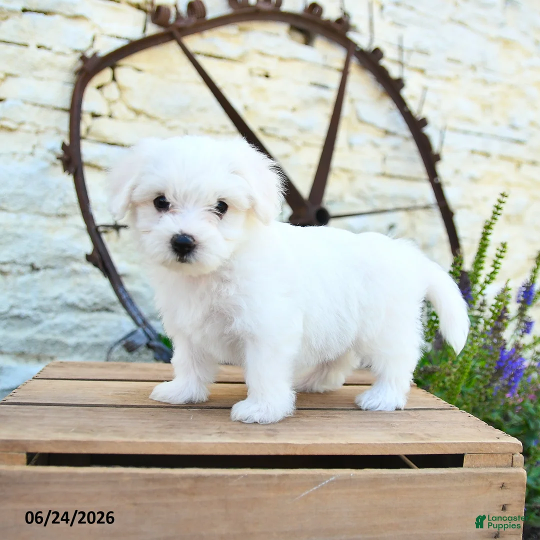 Mixed Breed dogs for sale: Emilia - Ad 1