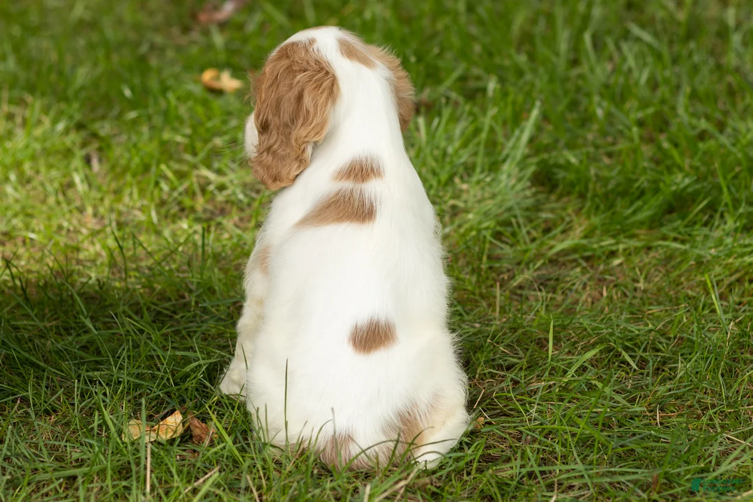 Cocker Spaniel dogs for sale: Sal  - Ad 5