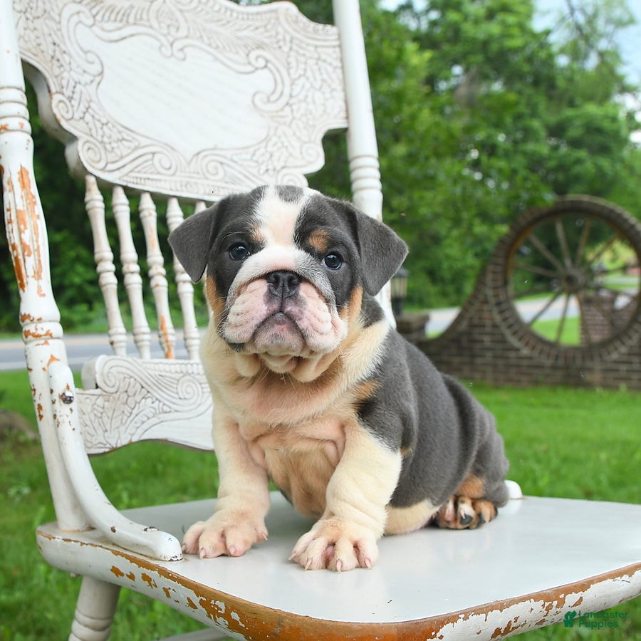 English Bulldog dogs Bonnie - Ad 1