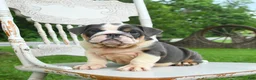 English Bulldog dogs for sale: Bonnie - Ad 1