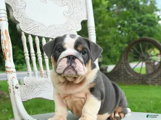 English Bulldog dogs for sale: Bonnie - Ad 1