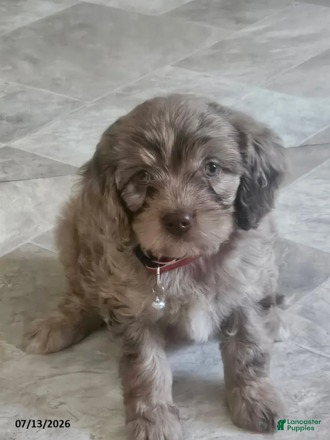 Cavapoo dogs for sale: Graham - Ad 3