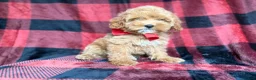 Cockapoo dogs for sale: Rover - Ad 4