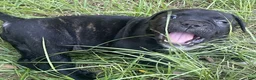 Mixed Breed dogs for sale: Mixed Breed 1 - Ad 6