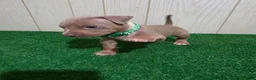 American Bully dogs for sale: American Bully XL Puppy 3 (Green Collar) - Ad 1