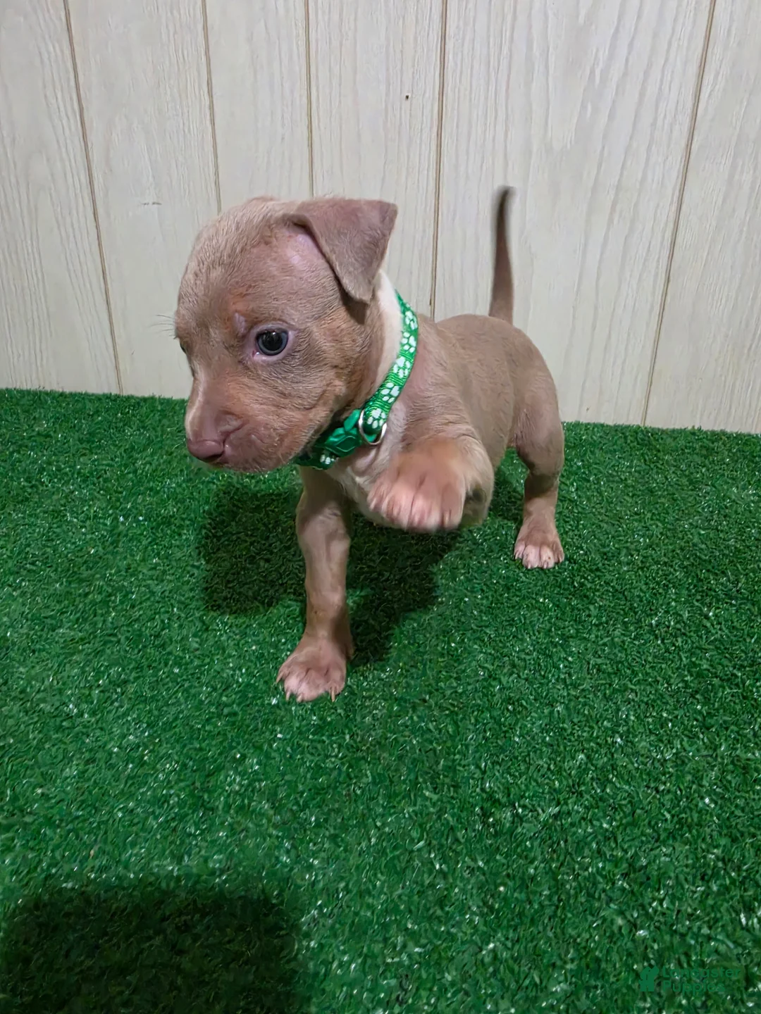 American Bully dogs for sale: American Bully XL Puppy 3 (Green Collar) - Ad 1