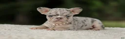 French Bulldog dogs for sale: Dahlia - Ad 10