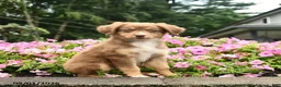 Australian Shepherd dogs for sale: Dancer  - Ad 2
