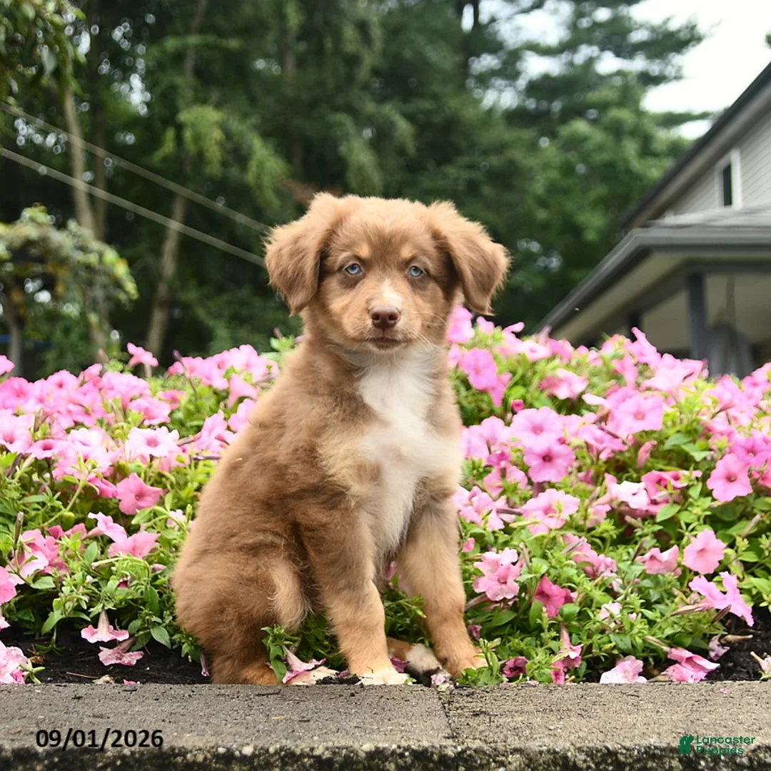 Australian Shepherd dogs for sale: Dancer  - Ad 2