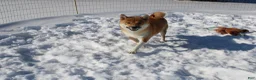 Shiba Inu dogs for sale: Fox - Ad 12