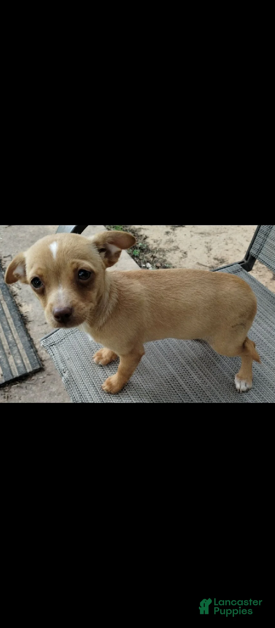 Mixed Breed dogs for sale: Girl - Ad 6