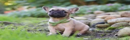 French Bulldog dogs for sale: Brody - Ad 4