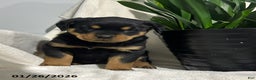 Rottweiler dogs for sale: Lucy - Ad 1