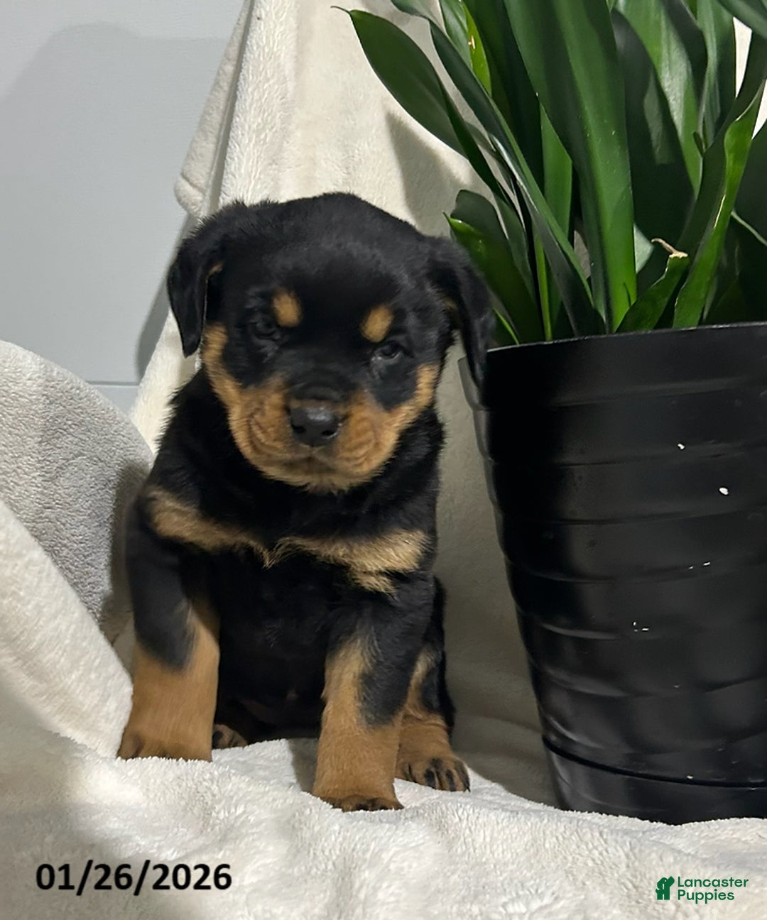 Rottweiler dogs for sale: Lucy - Ad 1