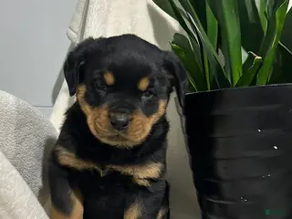 Rottweiler dogs Lucy - Ad 3