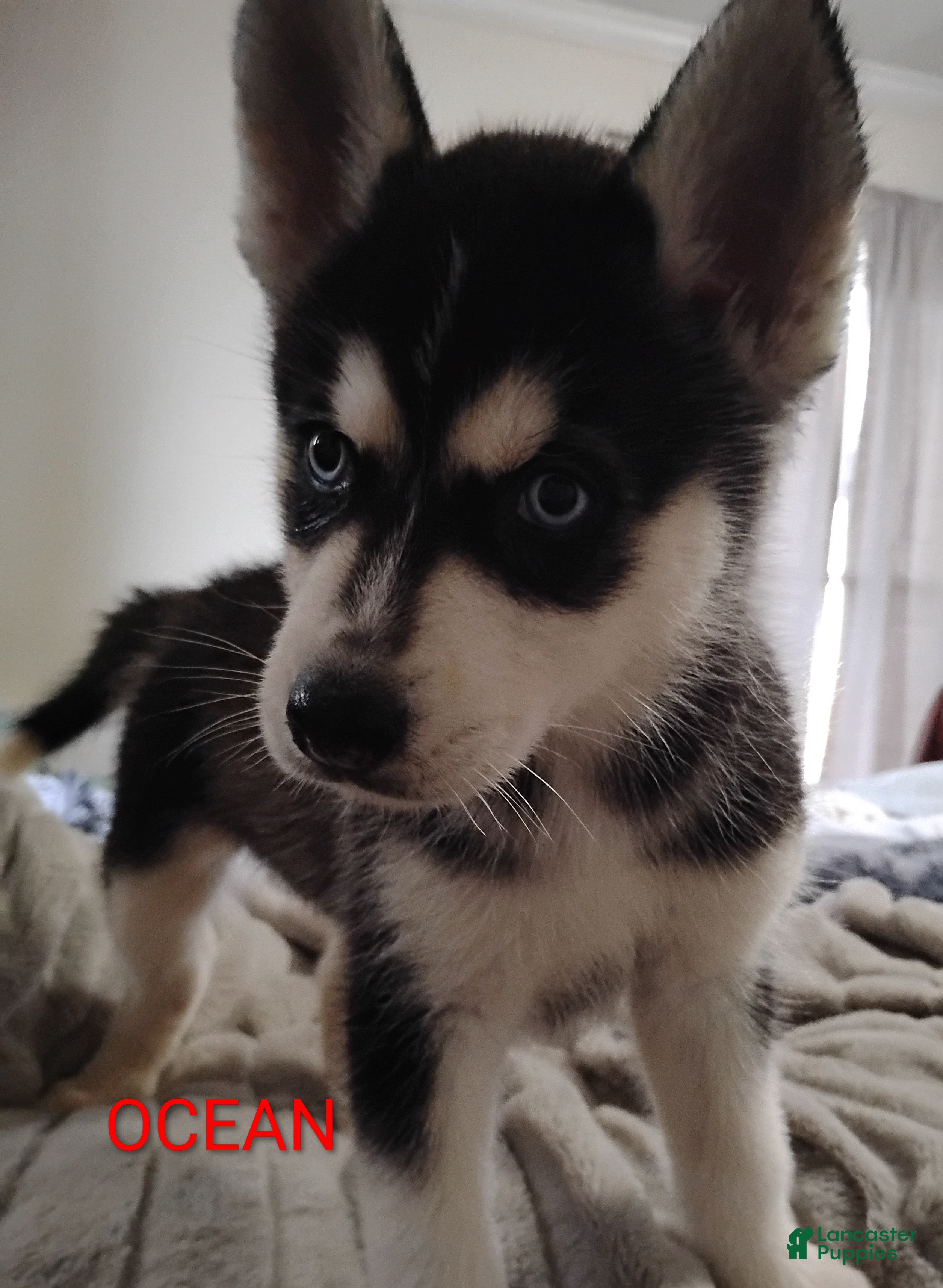 Siberian Husky dogs Ocean  - Ad 37
