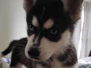 Siberian Husky dogs Ocean - Ad 37