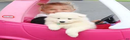 Samoyed dogs for sale: Ava - Ad 6