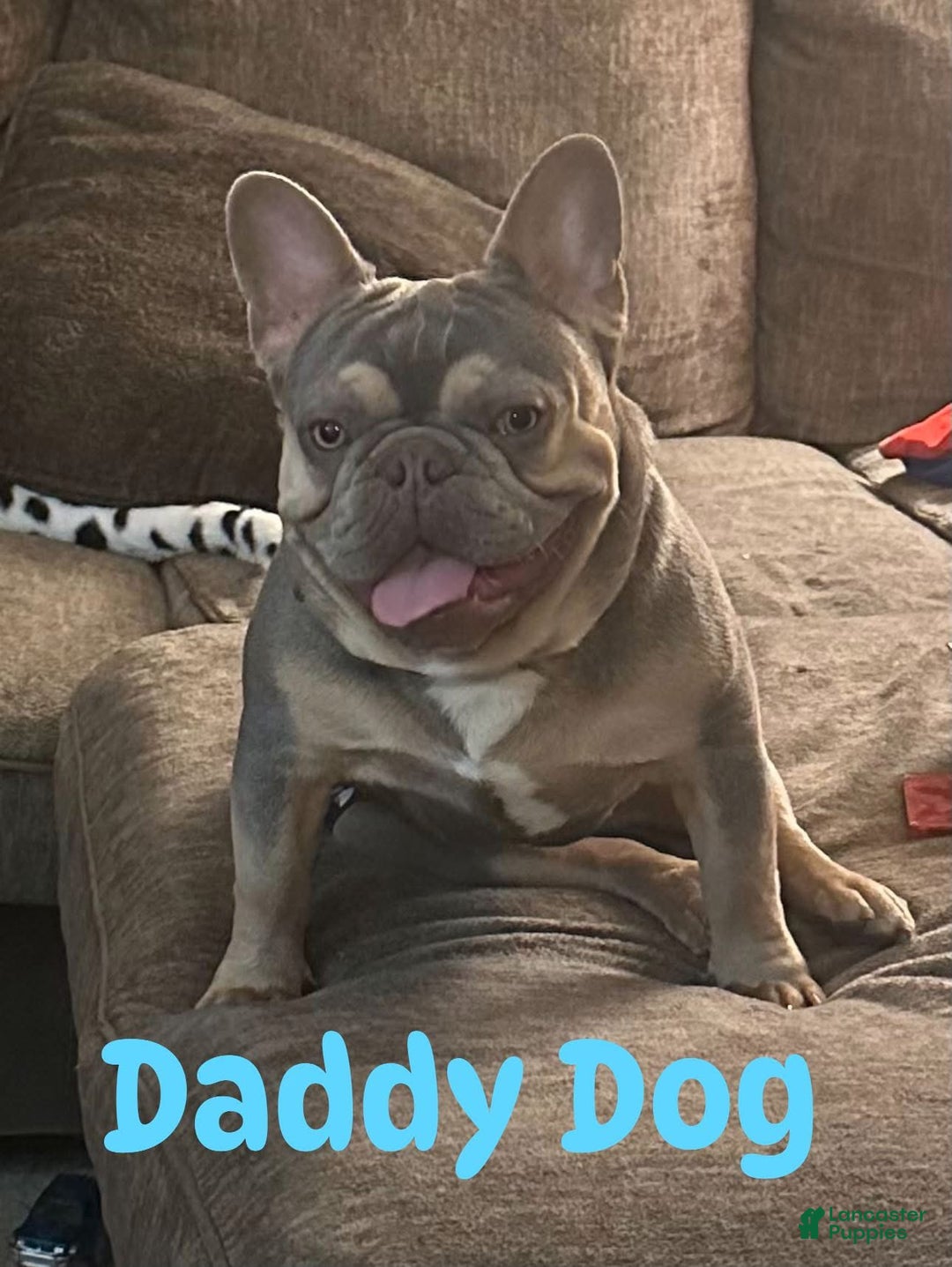 French Bulldog dogs for sale: Boss - Ad 13
