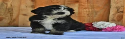 Bernedoodle dogs for sale: Molly - Ad 4