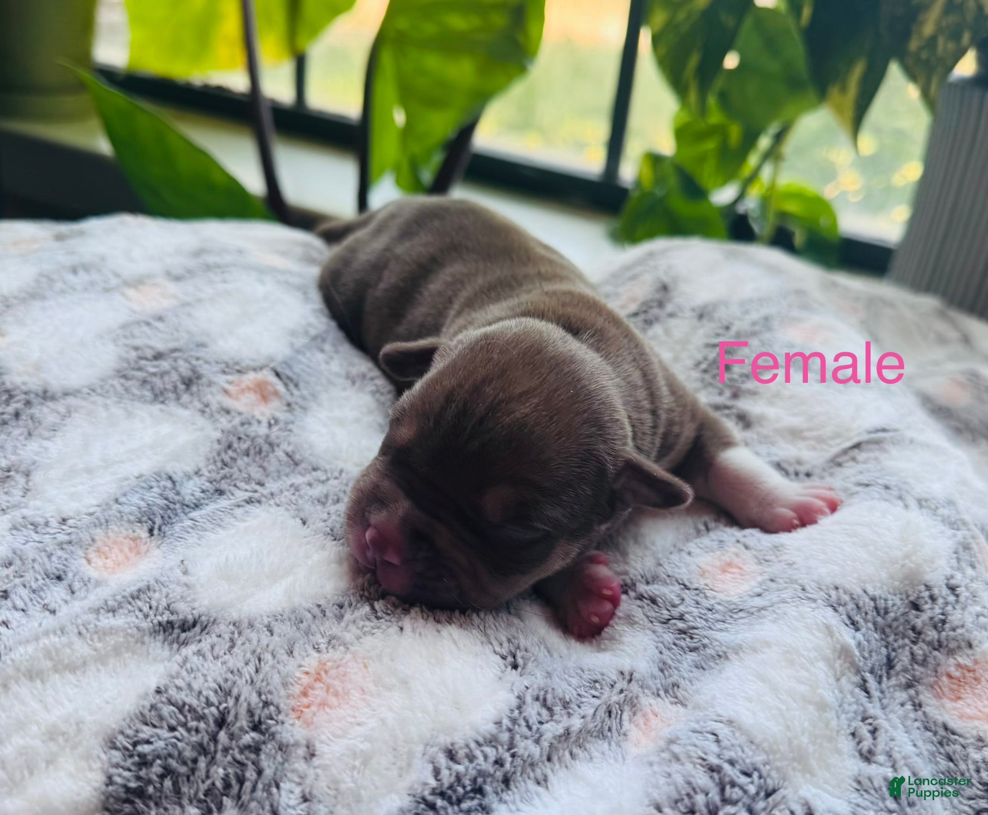 American Bully dogs American Bully 6 - Ad 26