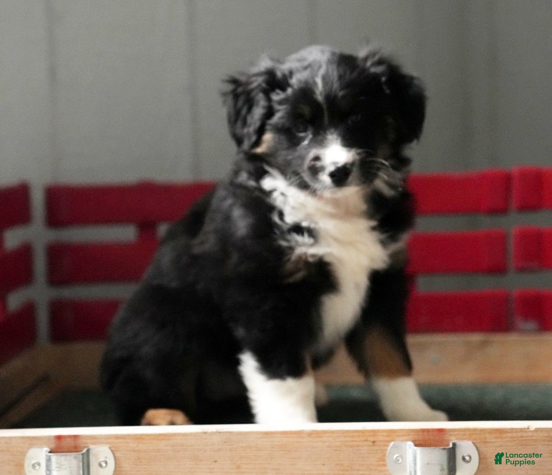 Australian Shepherd dogs for sale: Callie - Ad 8