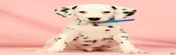 Dalmatian dogs for sale: Rascal - Ad 3