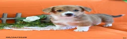 Welsh Corgi Pembroke dogs for sale: Cynthia - Ad 5