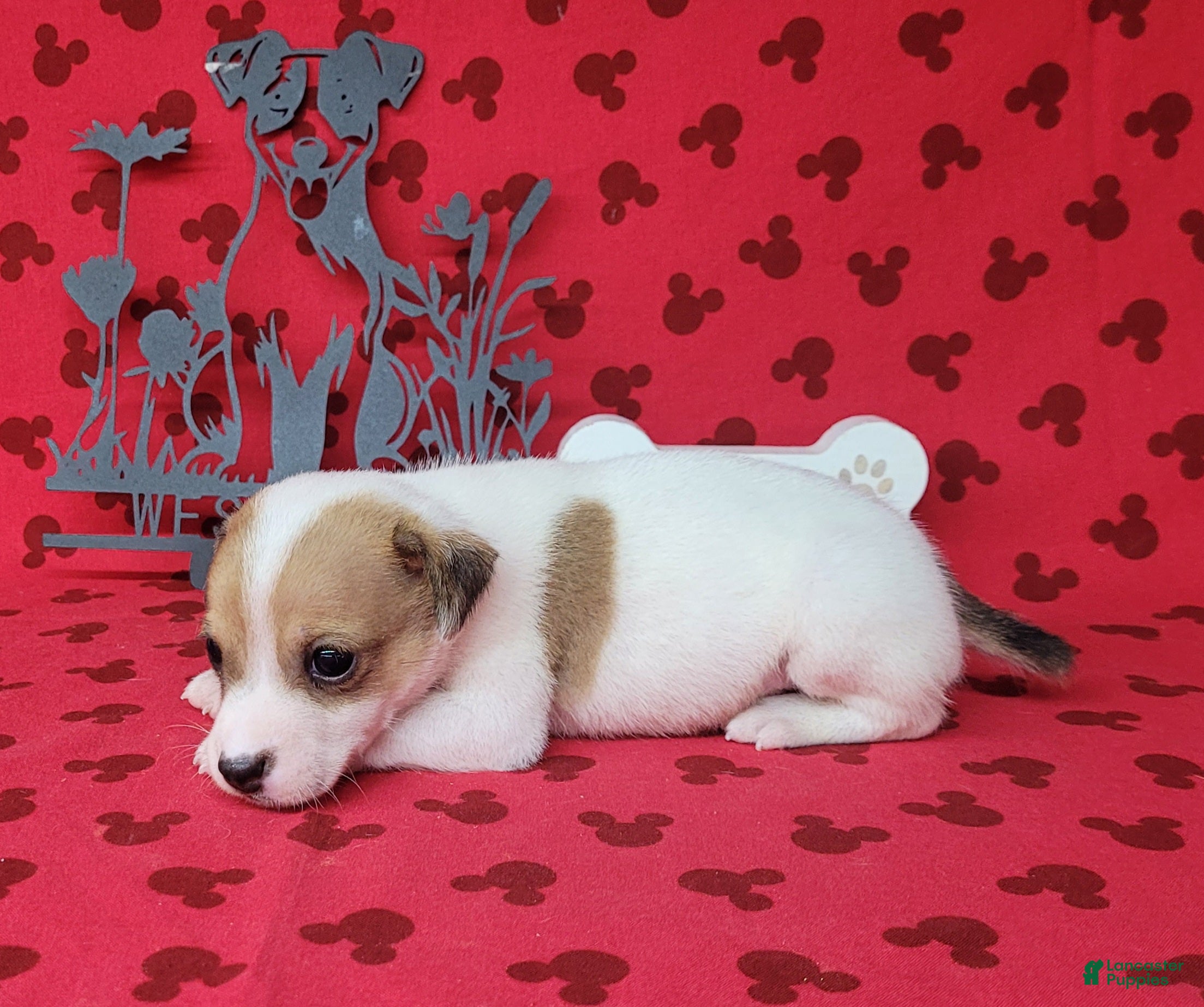 Jack Russell Terrier dogs CKC Thor *Delivery Available* - Ad 1