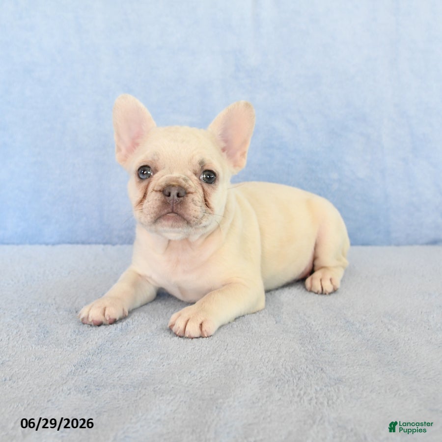 French Bulldog dogs Noah - Ad 2