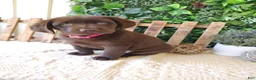 Labrador Retriever dogs for sale: Iris - Ad 6