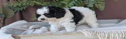 Cockapoo dogs for sale: Hazel - Ad 10
