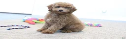 Mini Goldendoodle dogs for sale: Zachary - Ad 5