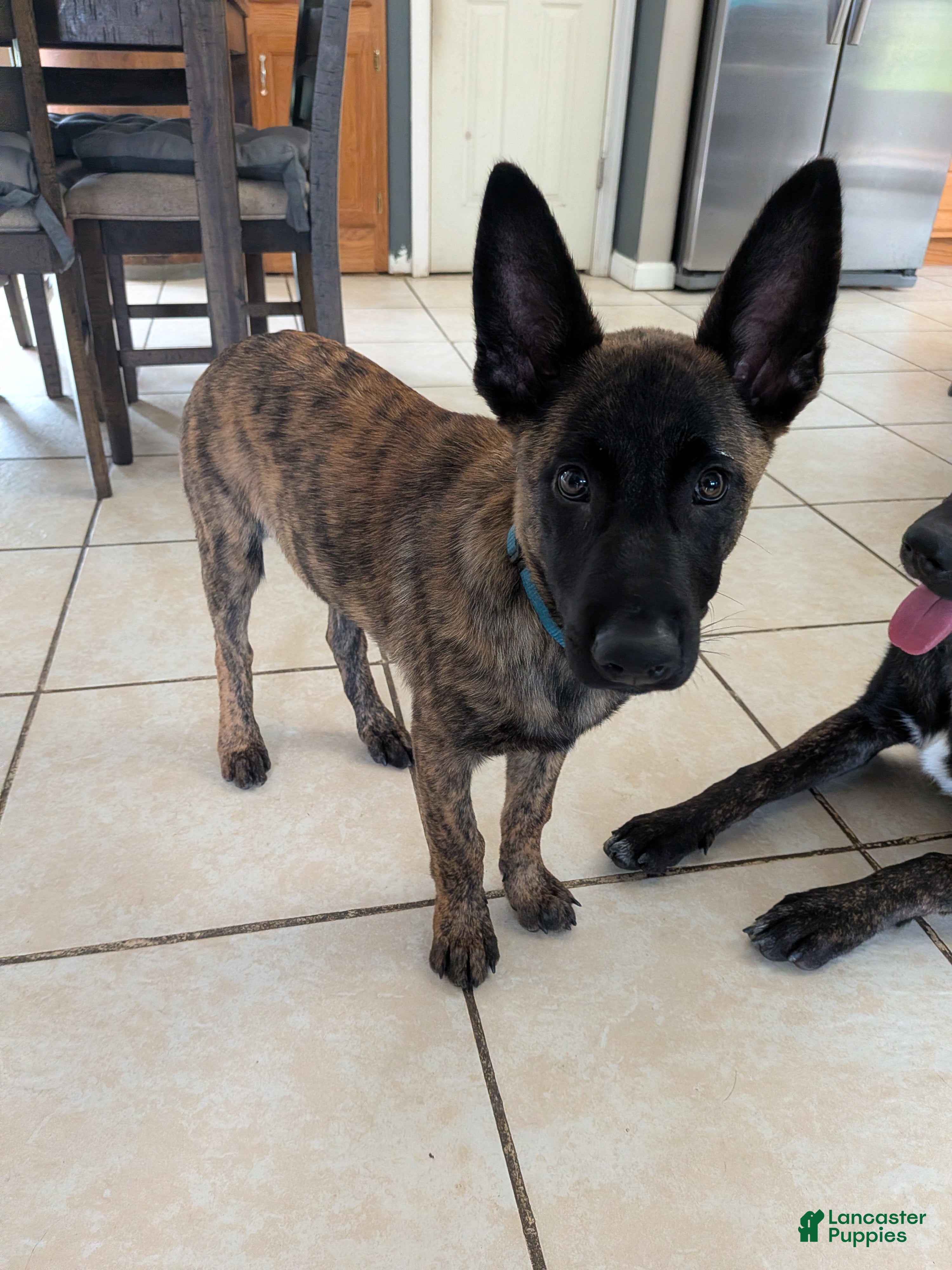 Dutch Shepherd dogs Dutch Shepherd 1 - Ad 7