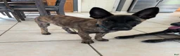 Dutch Shepherd dogs for sale: Dutch Shepherd 1 - Ad 1