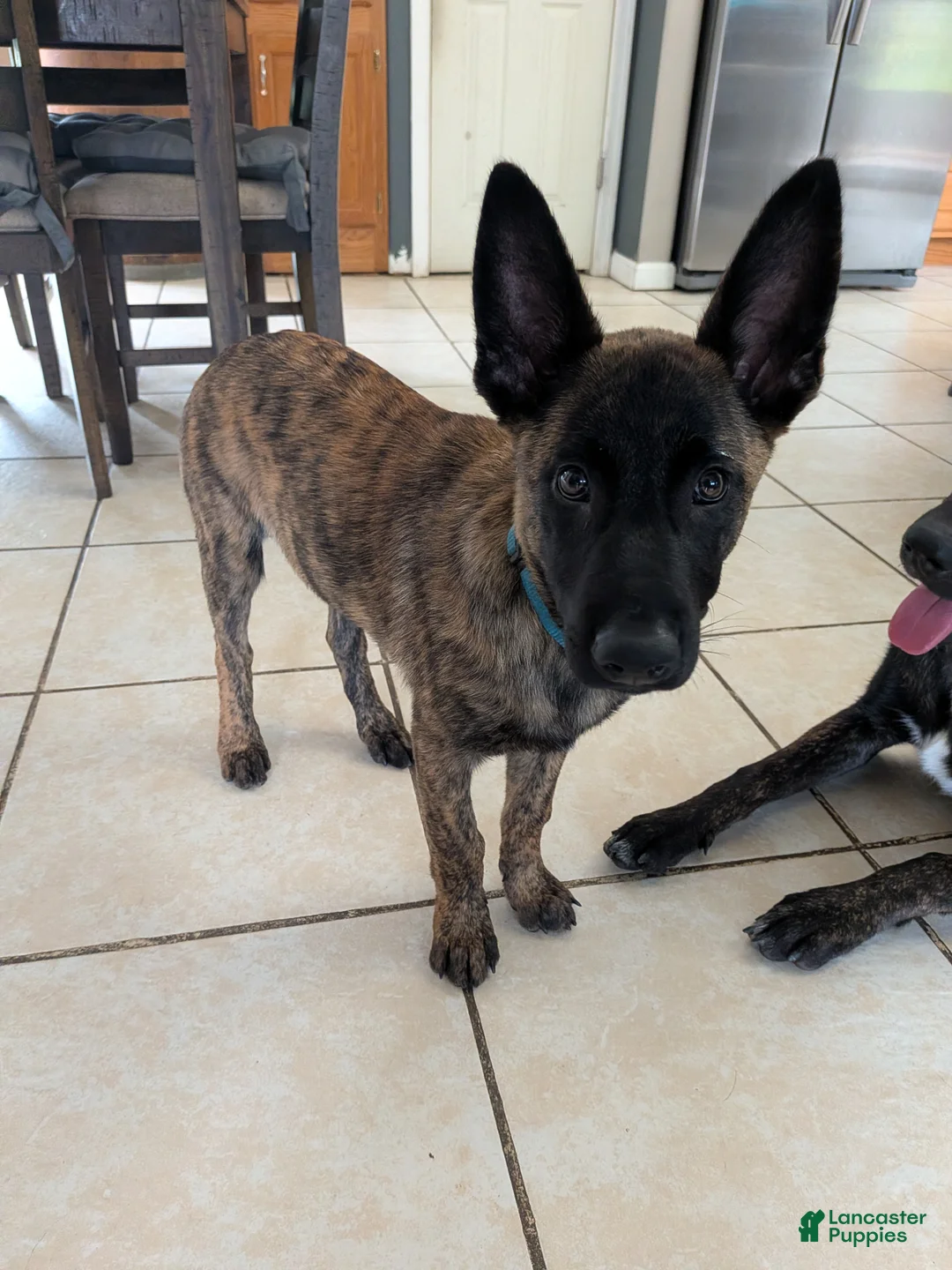 Dutch Shepherd dogs for sale: Dutch Shepherd 1 - Ad 1