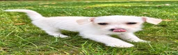 Westiepoo dogs for sale: Rosie - Ad 2