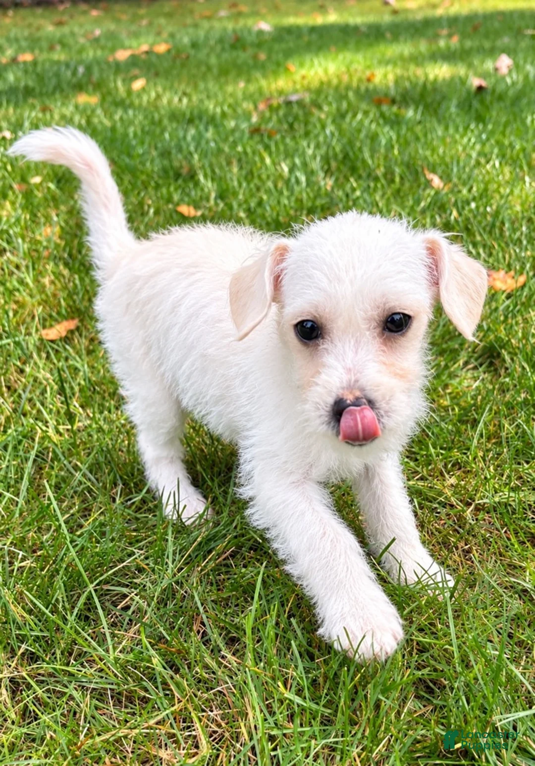 Westiepoo dogs for sale: Rosie - Ad 2
