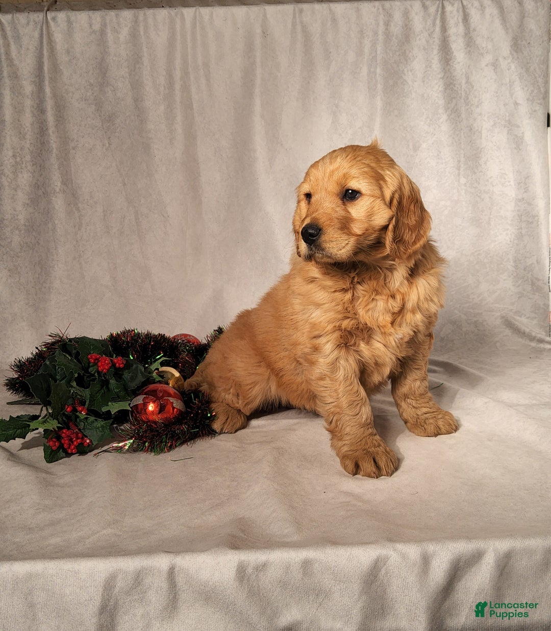 Goldendoodle dogs for sale: Betsy - Ad 5