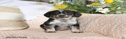 Mixed Breed dogs for sale: Checkers - Ad 4