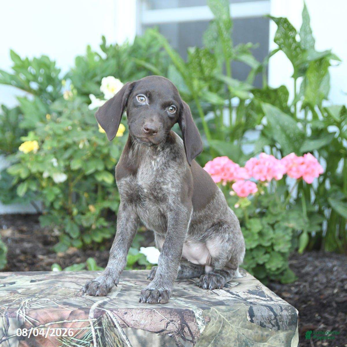 German Shorthaired Pointer dogs Daisy - Ad 1
