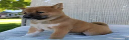 Shiba Inu dogs for sale: Luna - Ad 8