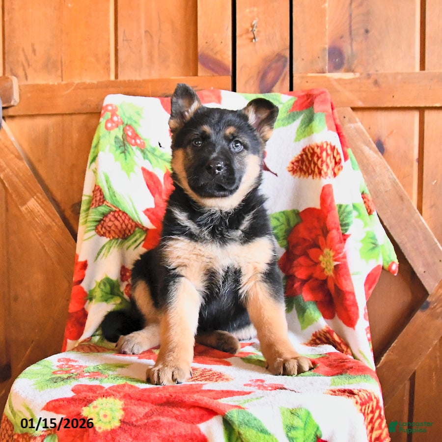 German Shepherd dogs Poppy - Ad 16