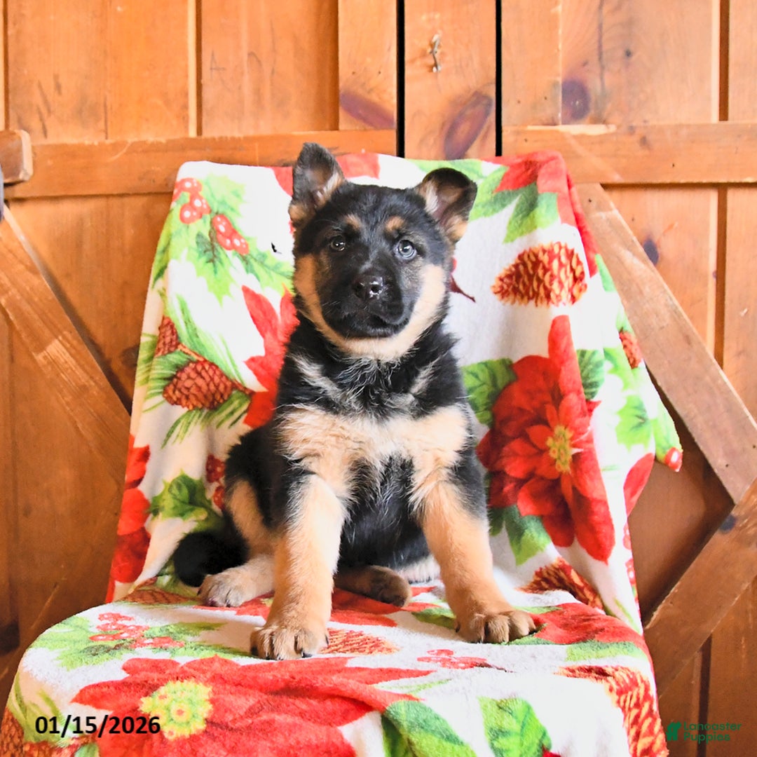 German Shepherd dogs for sale: Poppy - Ad 1