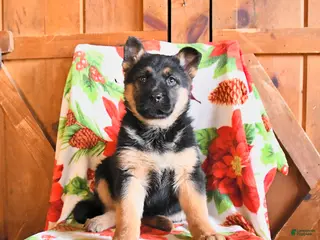 German Shepherd dogs Poppy - Ad 37