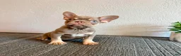 French Bulldog dogs for sale: CHUCKY - Rare Isabella Fluffy Carrier in LA, CA - USA DELIVERY! - Ad 5